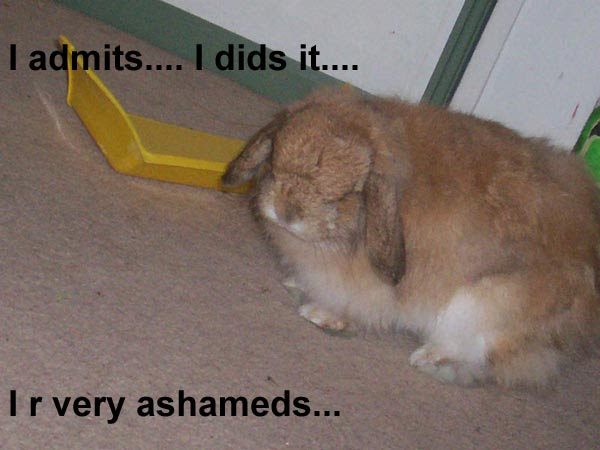 funny bunny. 5 Responses to “Ashamed Bunny…