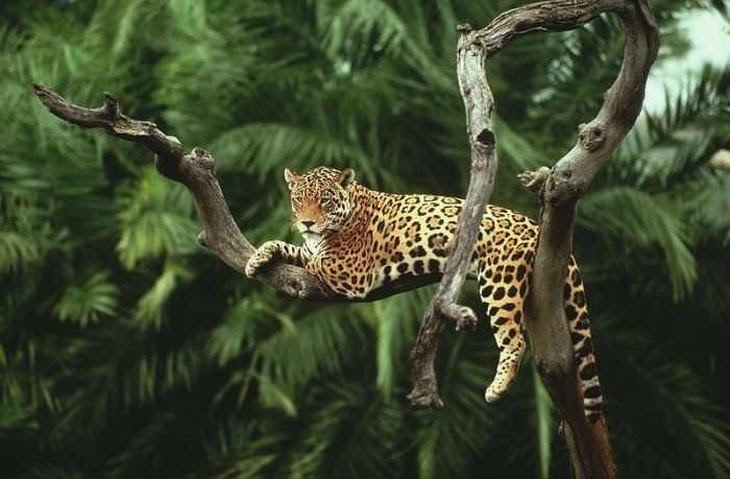 As belezas da Amazônia e seu ecossistema