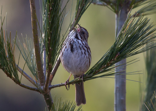 Song Sparrow