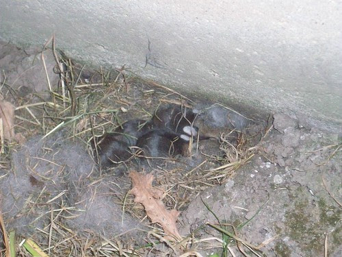 Baby bunnies
