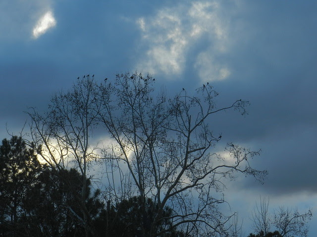 skywatchDSCN6385