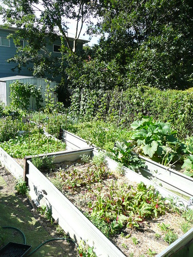Sprout - garden