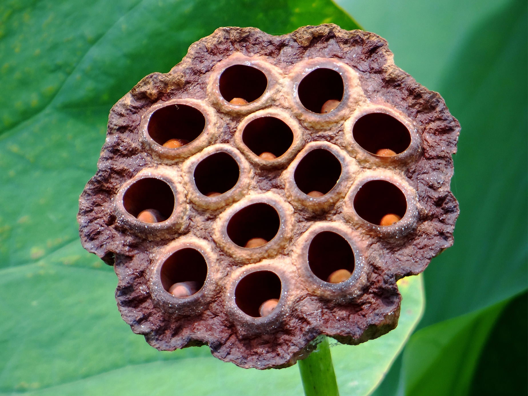 Risty Pageflower