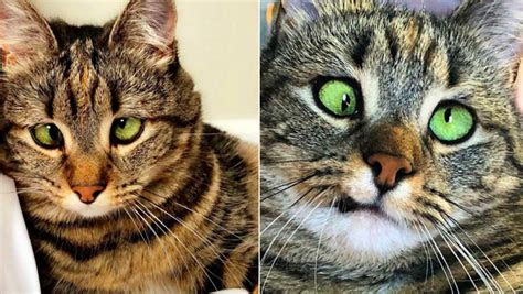 Zum verwechseln ähnlich ist eine französische filmkomödie über ein schwarzes ehepaar,. Ce chat qui louche est vraiment trop craquant