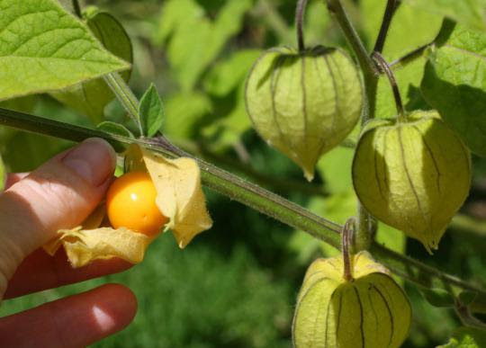8 Manfaat Buah Cecendet Bagi Kesehatan Diabetes 