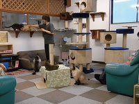 神戸で猫カフェなら Cat Cafe Nyanny