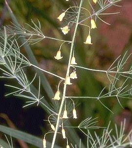アスパラガスの花言葉 花言葉事典