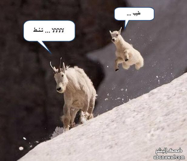 صور : السيارة الأكثر أمانا بالعالم + لكل مشكلة حل .. والمزيد