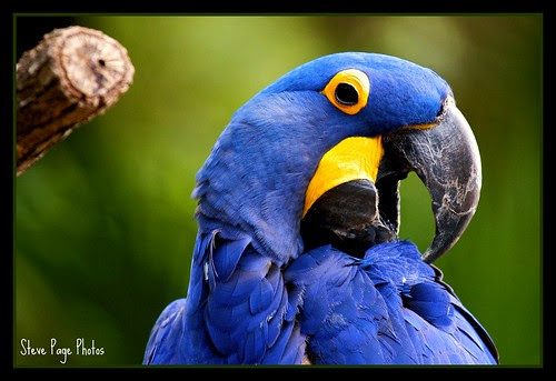 baby hyacinth macaw birds