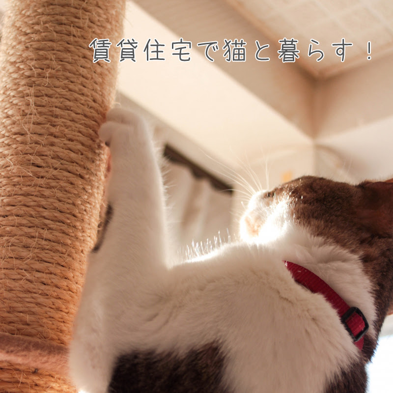 賃貸住宅で猫と暮らす 壁の爪とぎ対策や退去時にかかる費用などまとめ 猫の総合情報サイト ペットスマイルニュースforネコちゃん