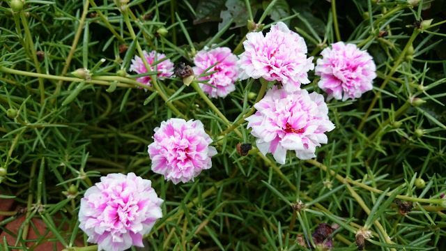 旬の植物 マツバボタン 沖縄県花卉園芸農業協同組合 太陽の花 沖縄県花卉園芸農業協同組合 太陽の花