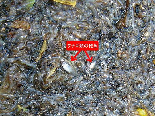 ブラックバス駆除マニュアル 伊豆沼方式 浮上前稚魚の確認と駆除