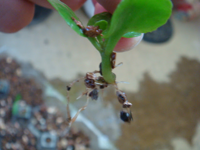 図解 カランコエの挿し芽 挿し木 を植え付け Vegiponのベランダ栽培記 楽天ブログ