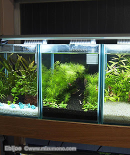 ビーシュリンプのレイアウト水槽 自宅ではじめるビーシュリンプ ライフ 熱帯魚のことなら みずものコム