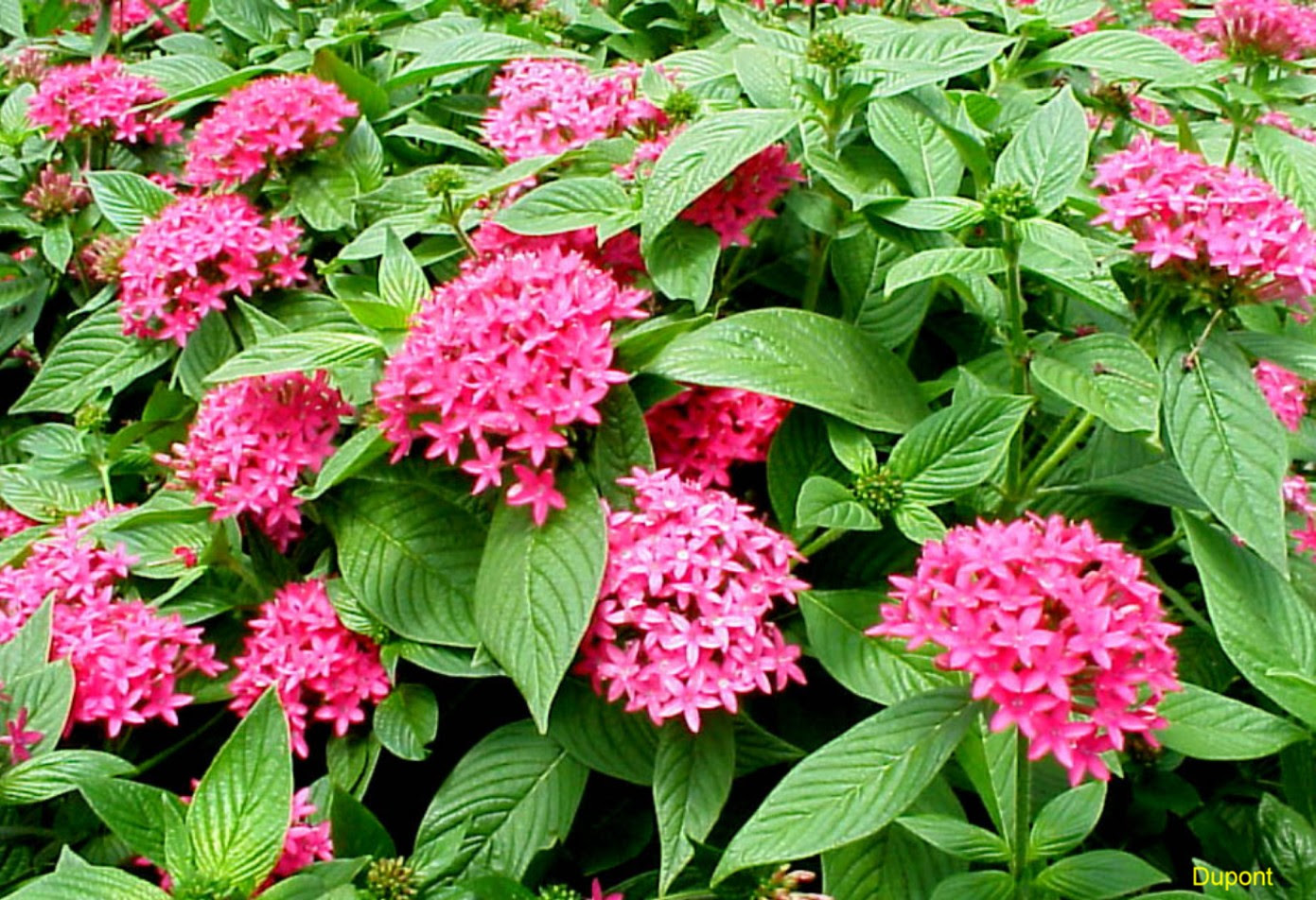 Online Plant Guide - Pentas lanceolata 'Rose' / Rose Pentas