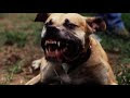 Angry Dog Barking Ringtone
