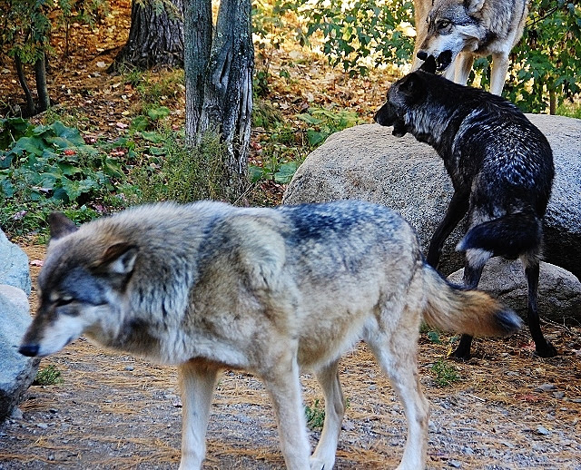 Boltz, Luna and Aiden (640x518)