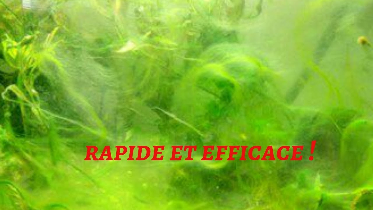 Algues blanches filamenteuses piscine