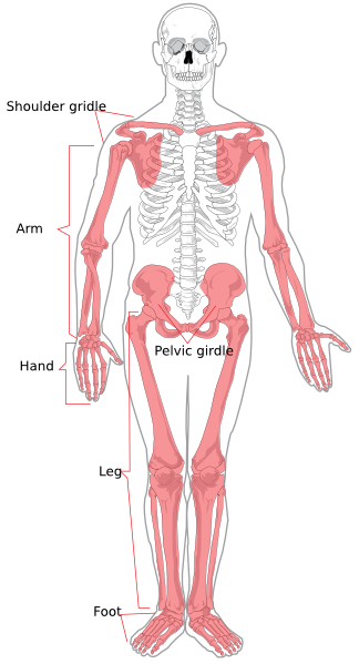 Free Muscular System Cliparts Download Free Muscular System Cliparts Png Images Free Cliparts On Clipart Library