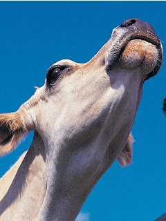 牛 ブタ 羊など 青空の下で の待ち受け画像 壁紙 動物 パラダイス