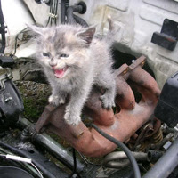 エンジンルームに猫が入った時の対策 対処 行列のできるトラック相談所