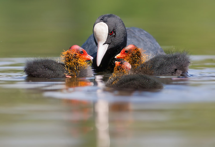 nature photography, Stefano,