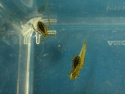 タガメのあかちゃんがたくさんs D ﾉ ﾉ 長崎バイオパーク Zooっと近くにふれあえる九州の動物園 植物園