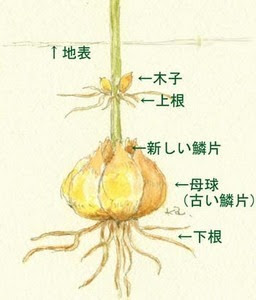 園芸ナビ 花と野菜の育て方