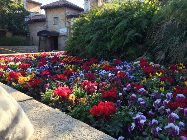 ディズニー冬の植栽15 Nohana Sense Of Wonder