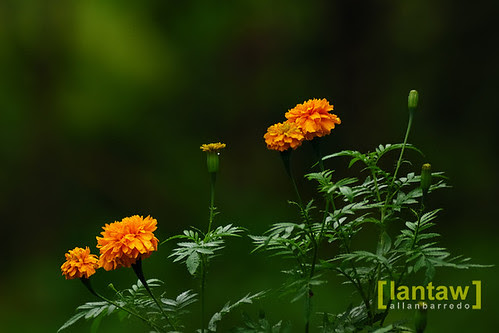 Imugan Flowers