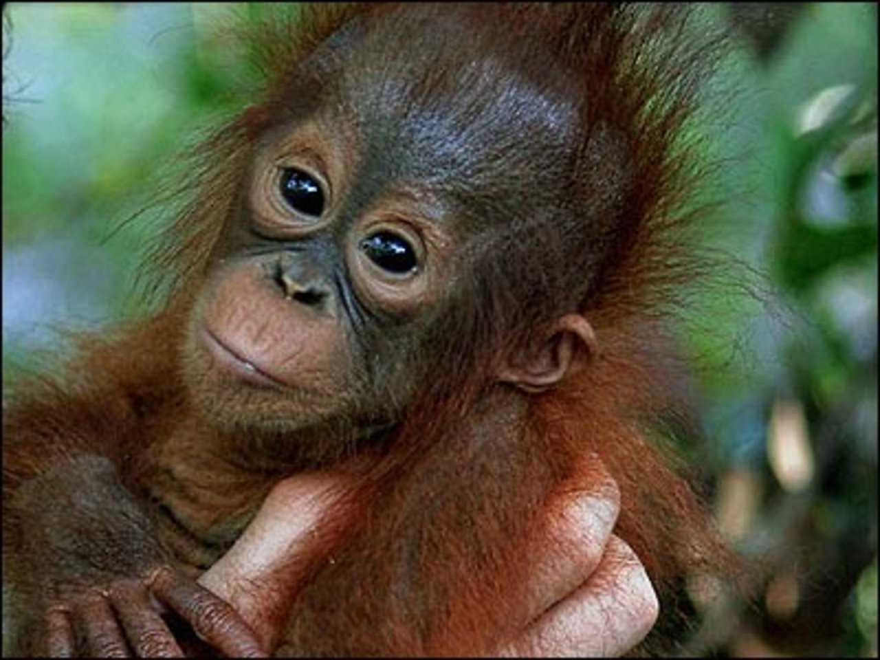  Baby  Monkey  Wallpaper WallpaperSafari
