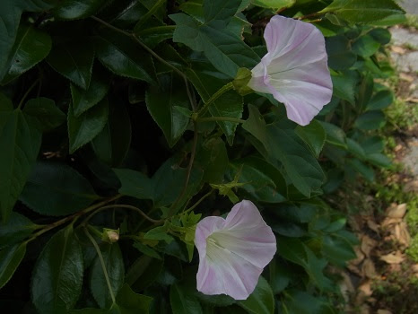 淡いピンクでか弱そうにして なぜかめっぽう強い 昼顔の花 旧5 15 甲寅