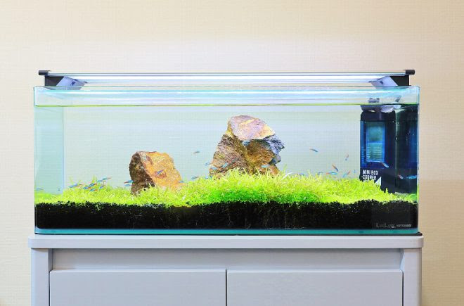 新製品 1 2週間で発芽する水陸両用プランツ タネもしかけもあるkotobukiの プランツシード キワメテ 水族館