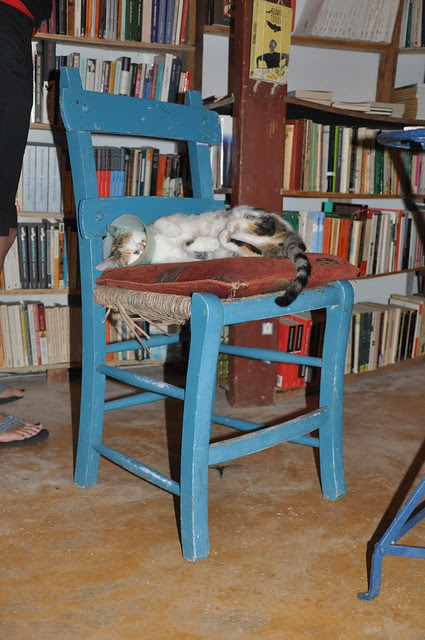 bookstore cat!