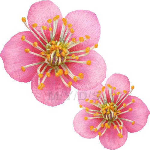 梅の花 ウメの花 のイラスト 条件付フリー素材集
