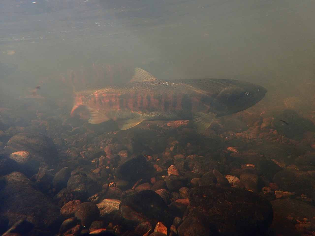 サクラマスとヤマメ 違う名前 違う姿 同じ魚 ハンター日記