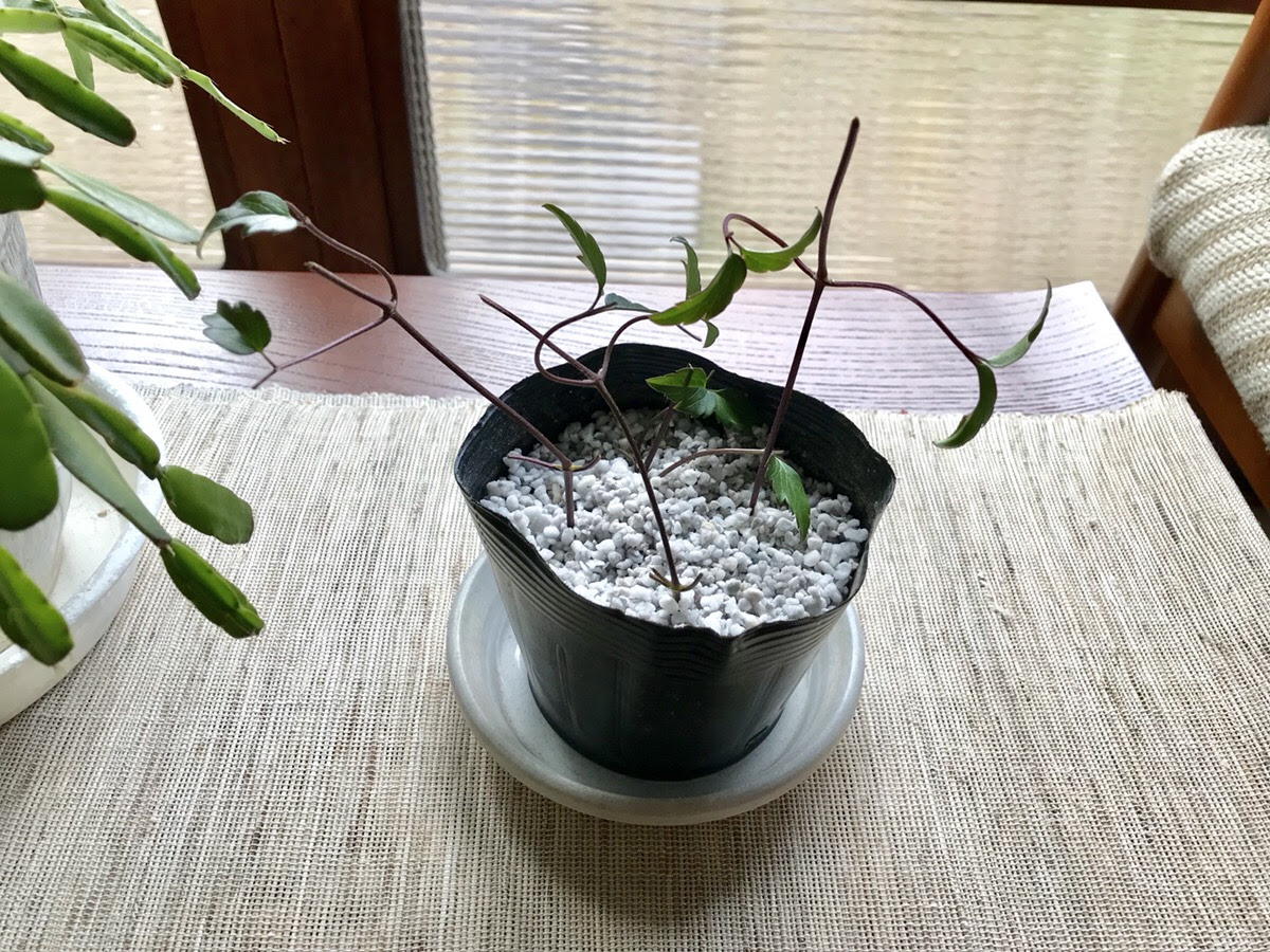 クレマチス シルホサ 冬の挿し木に初めて挑戦しました Hanana Tree