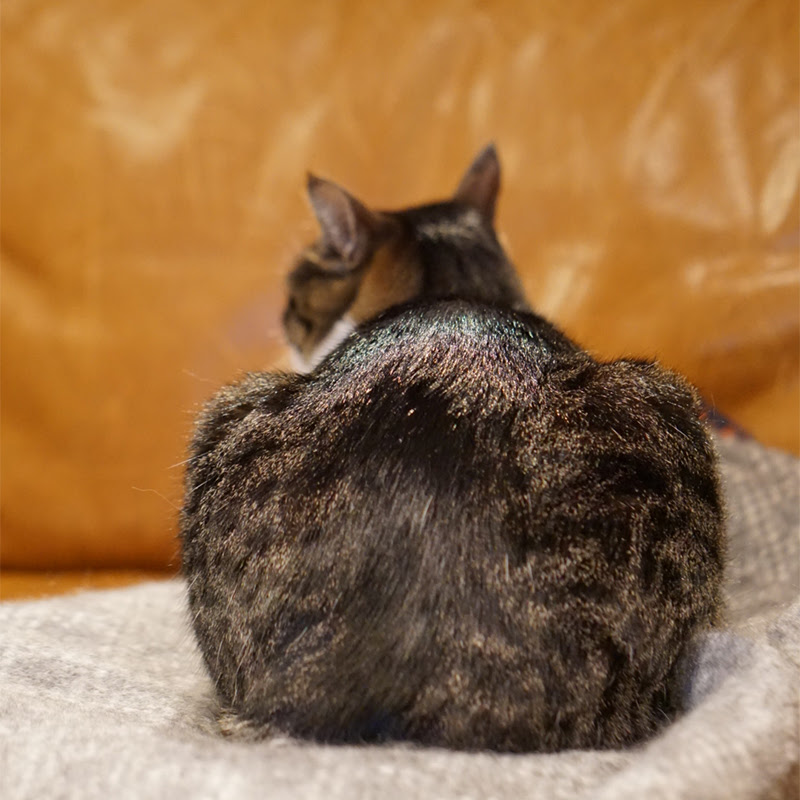 猫がお尻ポンポン好きな理由3つ ポンポンする効果や注意点は