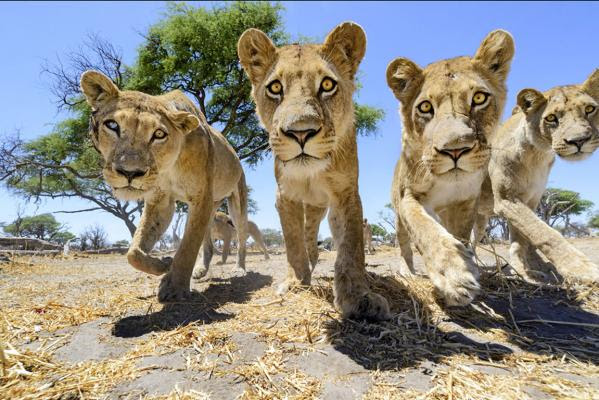Lions in Botswana