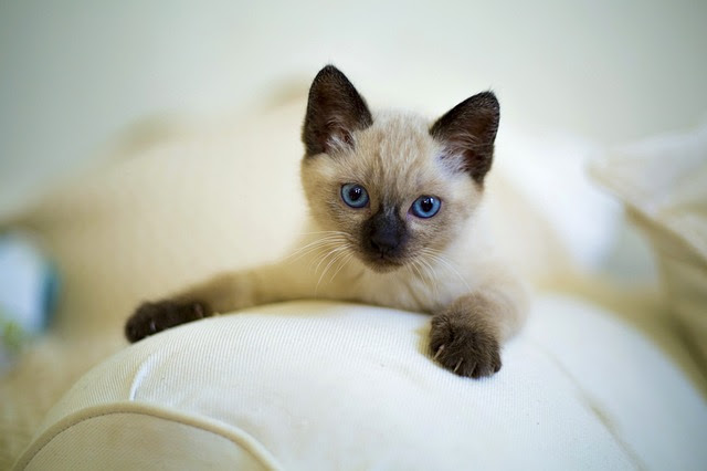 猫が甘える時に見せる仕草8つ 甘える最中に噛む理由と対処法は