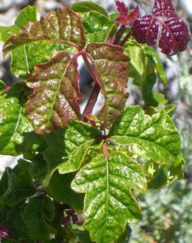 poison oak pictures of rash. the poison oak encroaching