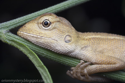 Cute little lizard sleeping...IMG_0001 copy