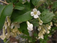 ６月２４日の誕生花 グミ 茱萸 の花言葉 用心深い 垂れ下がる花とルビー色の実の 野性美 弥生おばさんのガーデニングノート 花と緑の365日 楽天ブログ