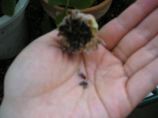 ミニミニベランダ菜園ガーデン9月のベランダ