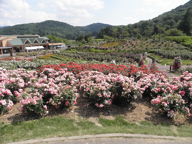 茨城県フラワーパーク バラ園 バラ園写真 石岡市バラ園 バラ園開花情報 開花 見ごろ 満開の時期はいつ