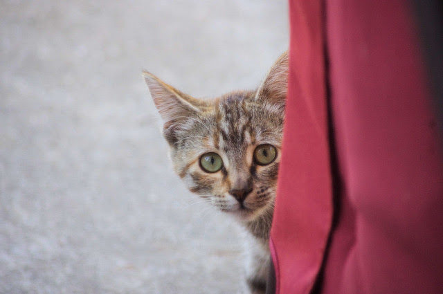 2012_09_30_2012 cats 006