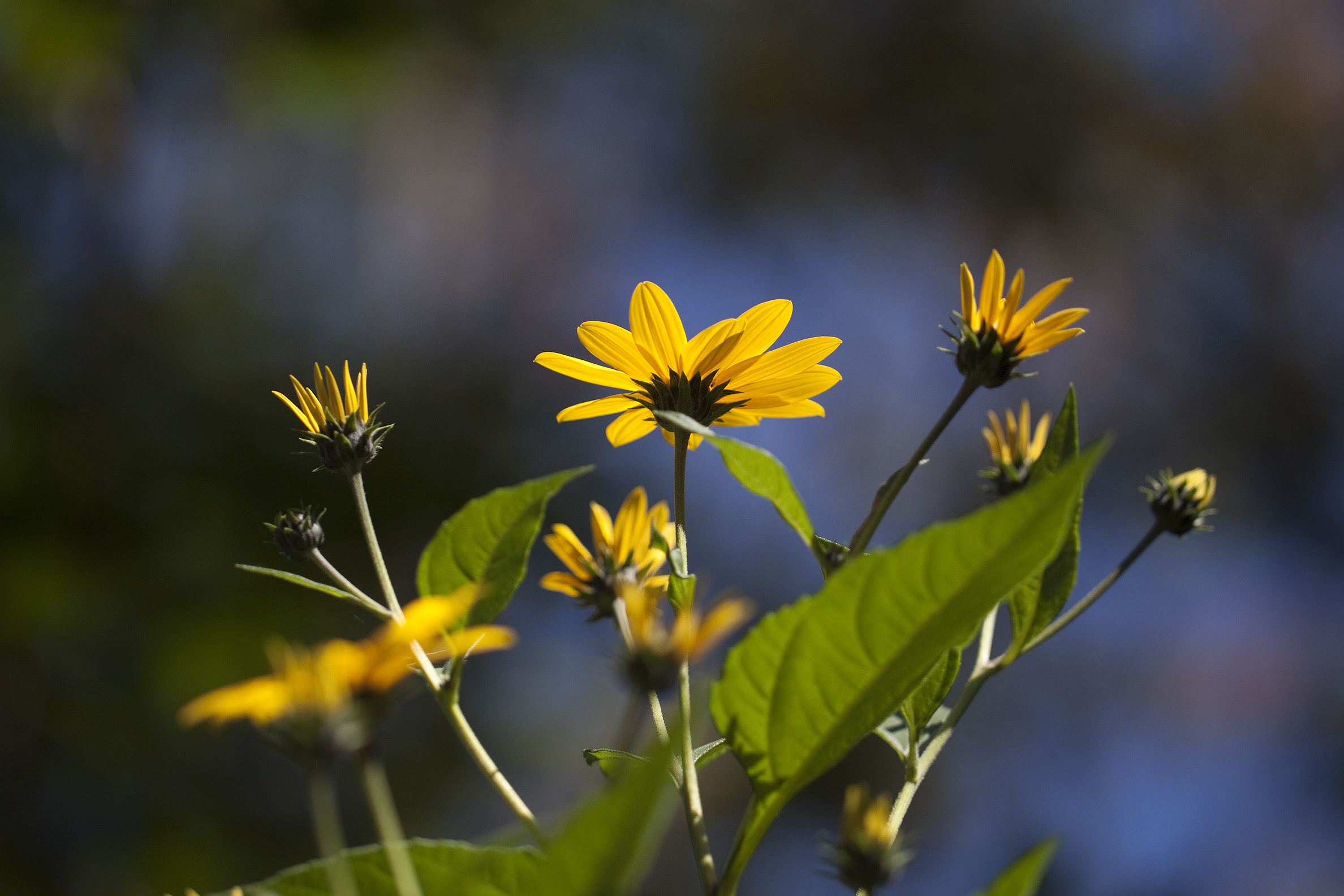 jerusalem artichoke2