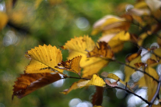 fall, lownsdale square
