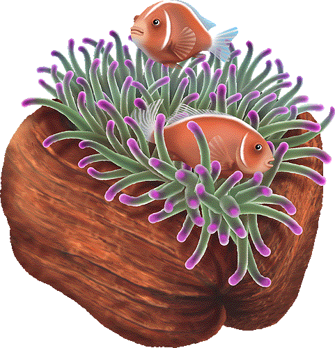 ハナビラクマノミのイラストフリー素材集 条件付