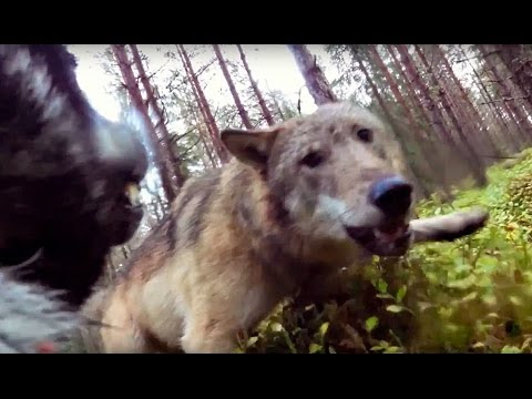 Guy Who Put A GoPro On His Dog Is Chilled To The Bone When He Looks At The Footage